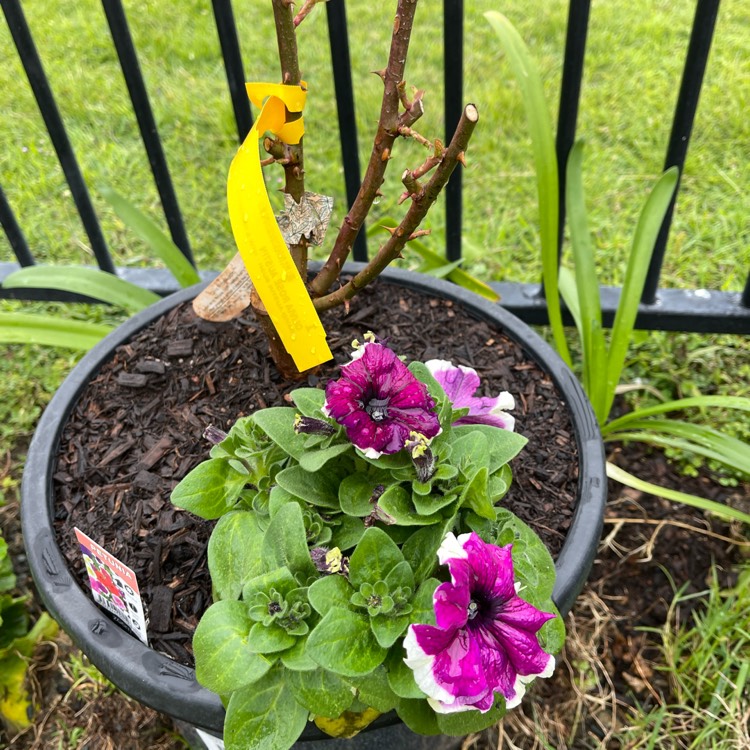 plant image 1605304 plant image 1605304