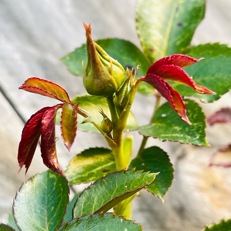 plant image 1612719 plant image 1612719