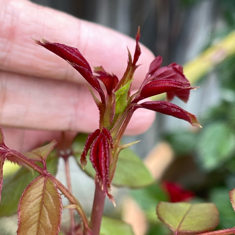 plant image 1615393