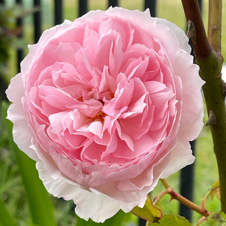 plant image 1623088