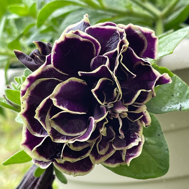 plant image 1623095 plant image 1623095