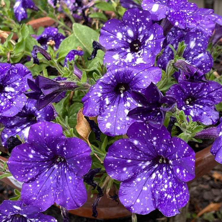plant image 1623100 plant image 1623100