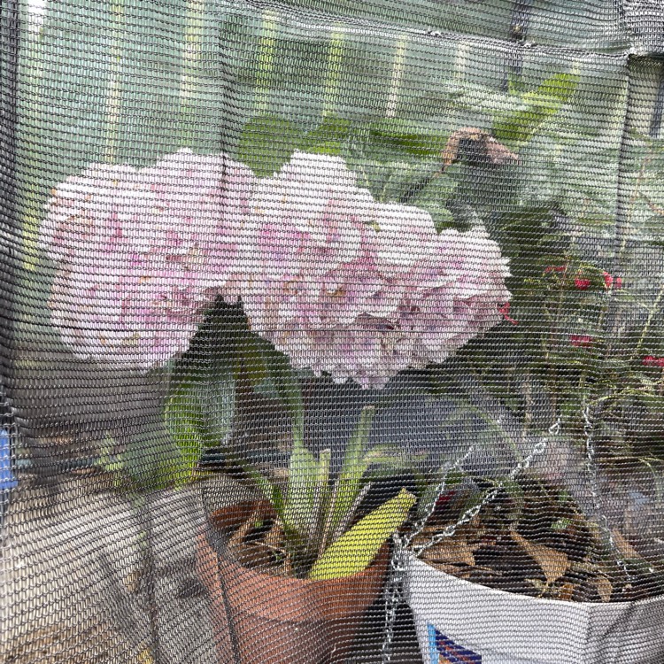 plant image 1636204 plant image 1636204