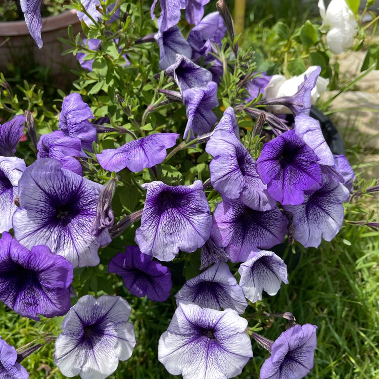 plant image 1637227 plant image 1637227