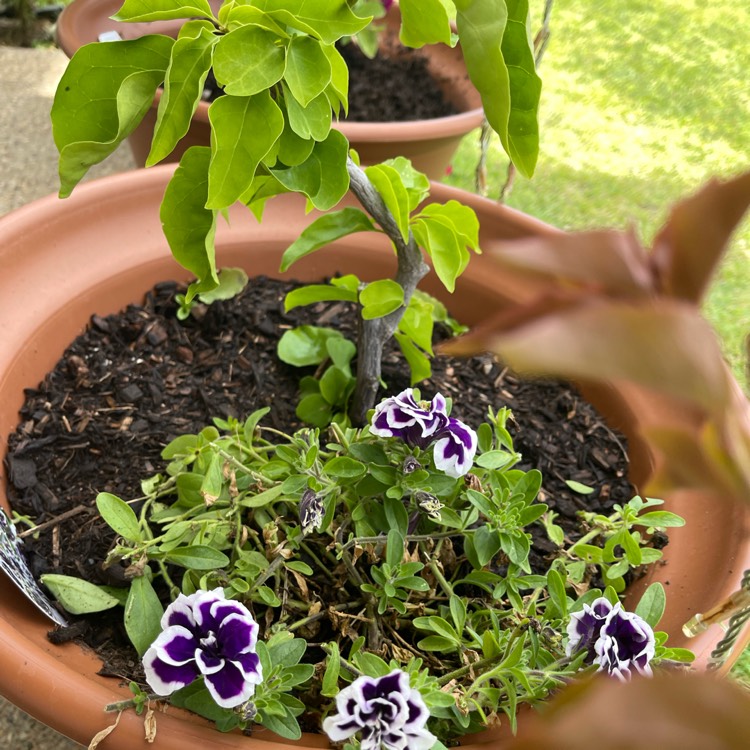 plant image 1637228 plant image 1637228