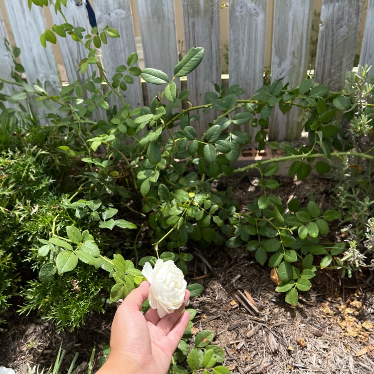 plant image 1637230 plant image 1637230