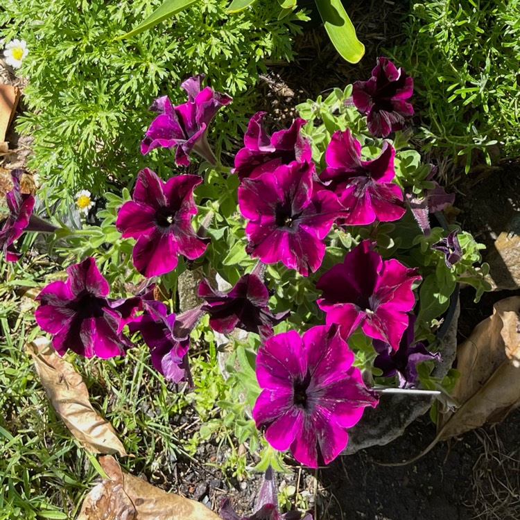 plant image 1637240 plant image 1637240
