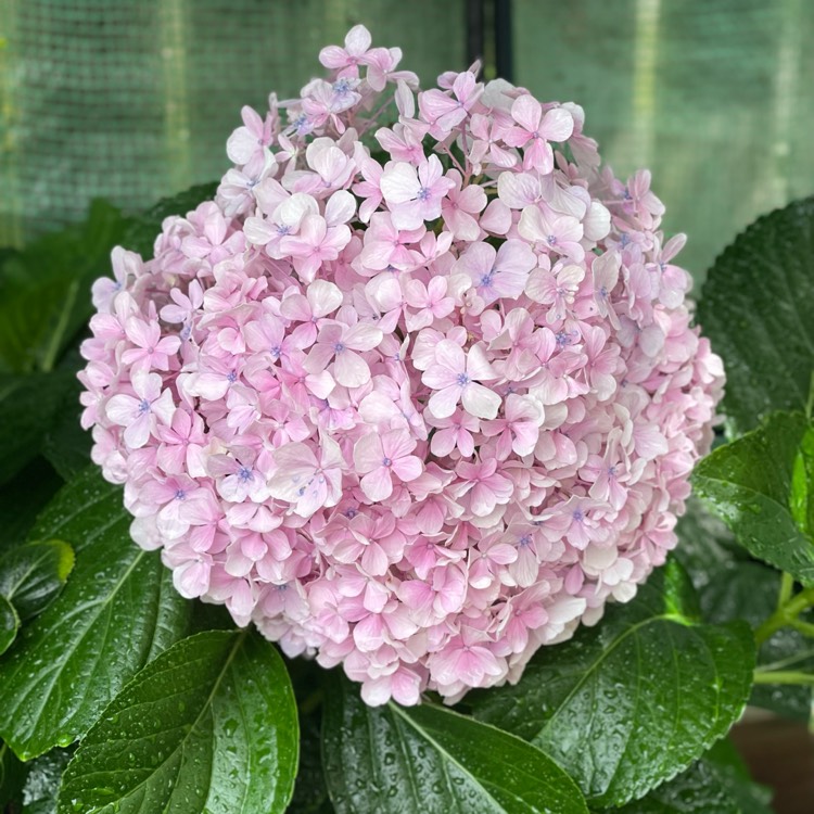 plant image 1640553 plant image 1640553