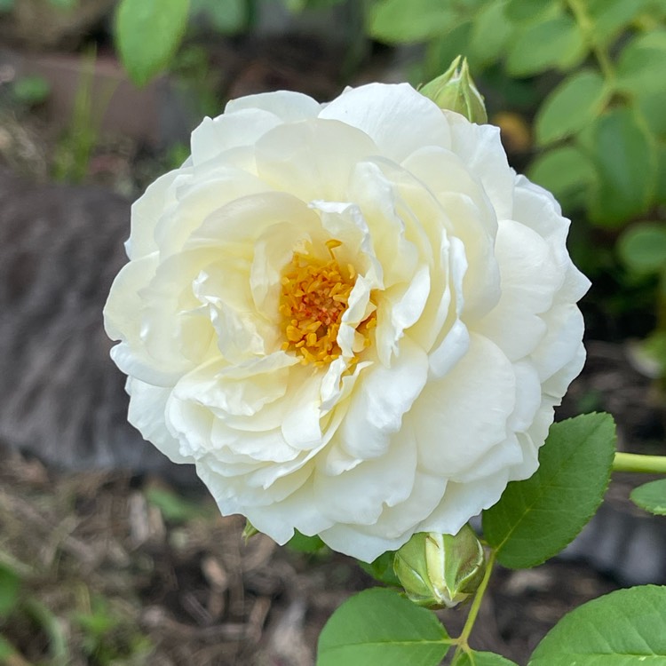 plant image 1648532 plant image 1648532