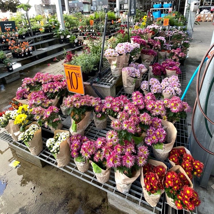 plant image 1662817 plant image 1662817