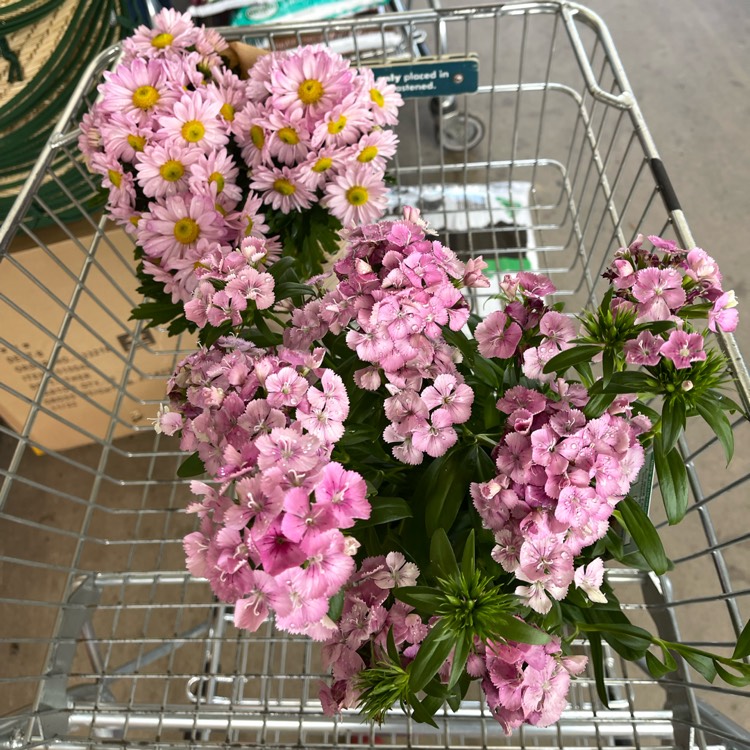 plant image 1662818 plant image 1662818