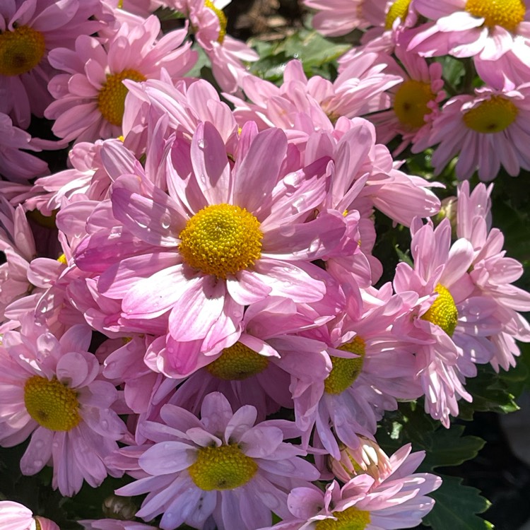 plant image 1662820 plant image 1662820