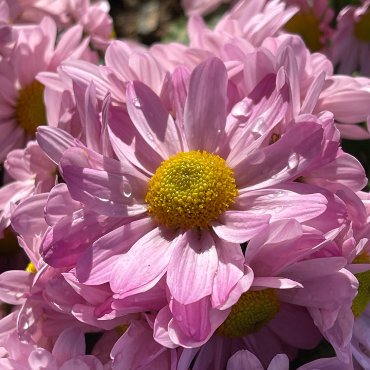 plant image 1662821 plant image 1662821