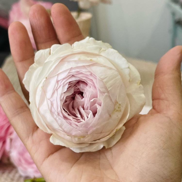 Plant image Rosa 'Korgeowim' syn. Rosa 'Earth Angel', Rosa 'Christiana', Rosa 'Duchesse Christiana', Rosa 'Herzogin Christiana', Rosa 'La Belle Rouet', Rosa 'Secret Parfuma'