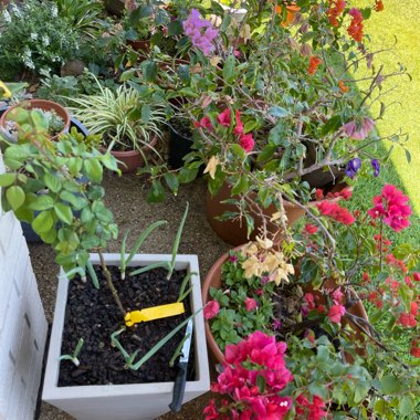 Cookie's garden