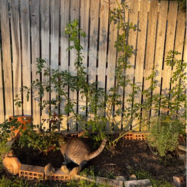 Rose 'Claire Austin' (Shrub)