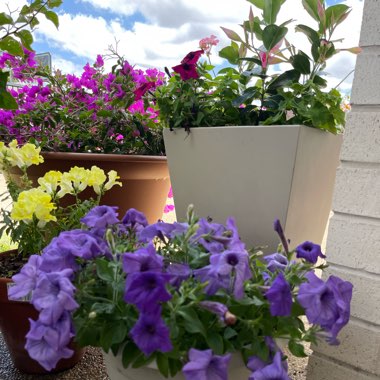 Petunia