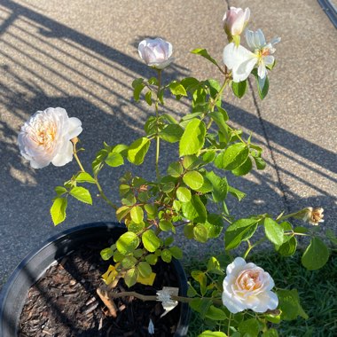 Rose 'Emily Bronte' (Shrub)