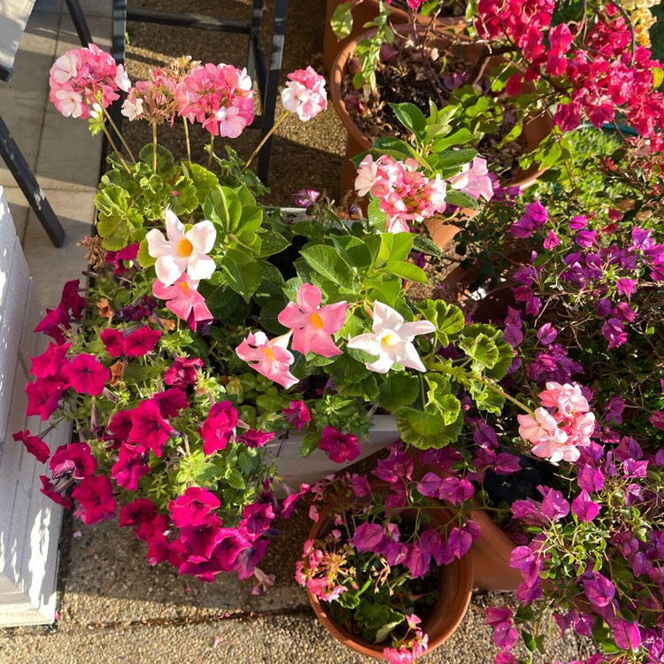 plant image 1693355 plant image 1693355