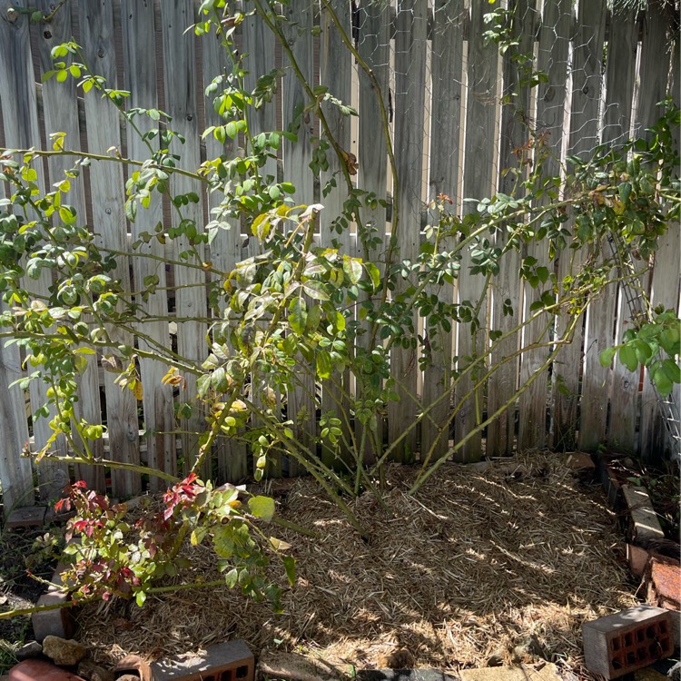 plant image 1705210 plant image 1705210