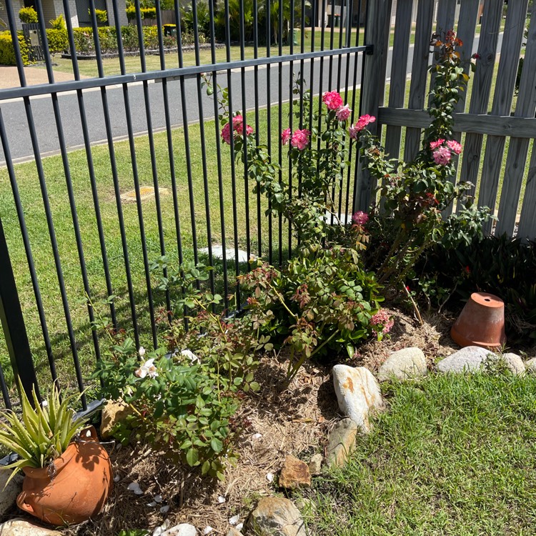 plant image 1705212 plant image 1705212