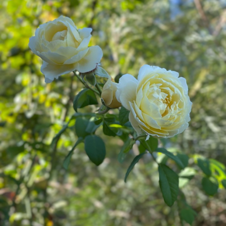plant image 1706868 plant image 1706868