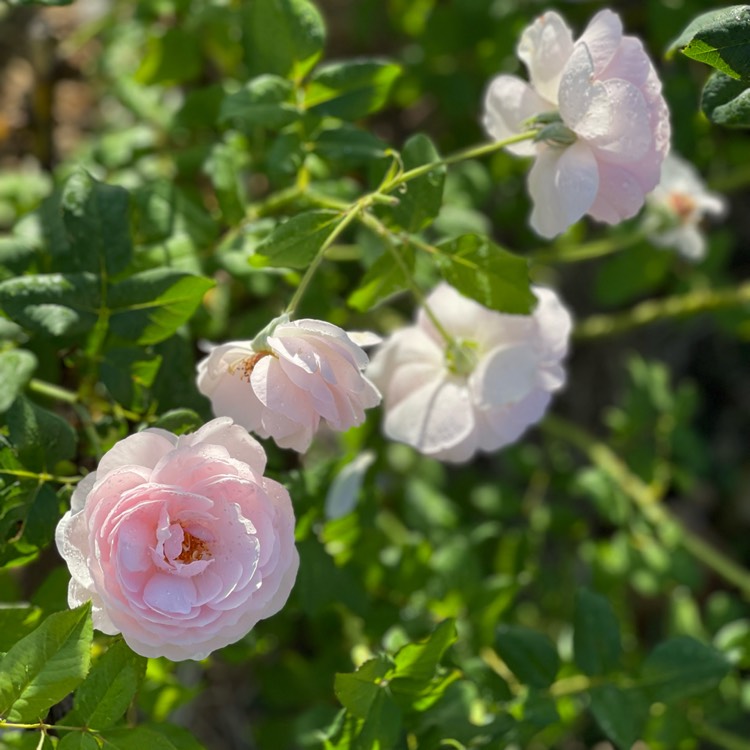 plant image 1708917 plant image 1708917