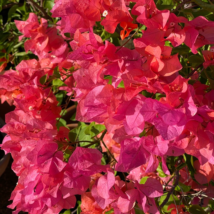 plant image 1708922 plant image 1708922