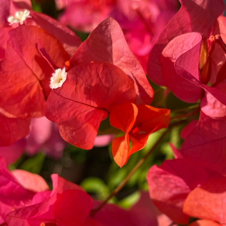 plant image 1708923 plant image 1708923