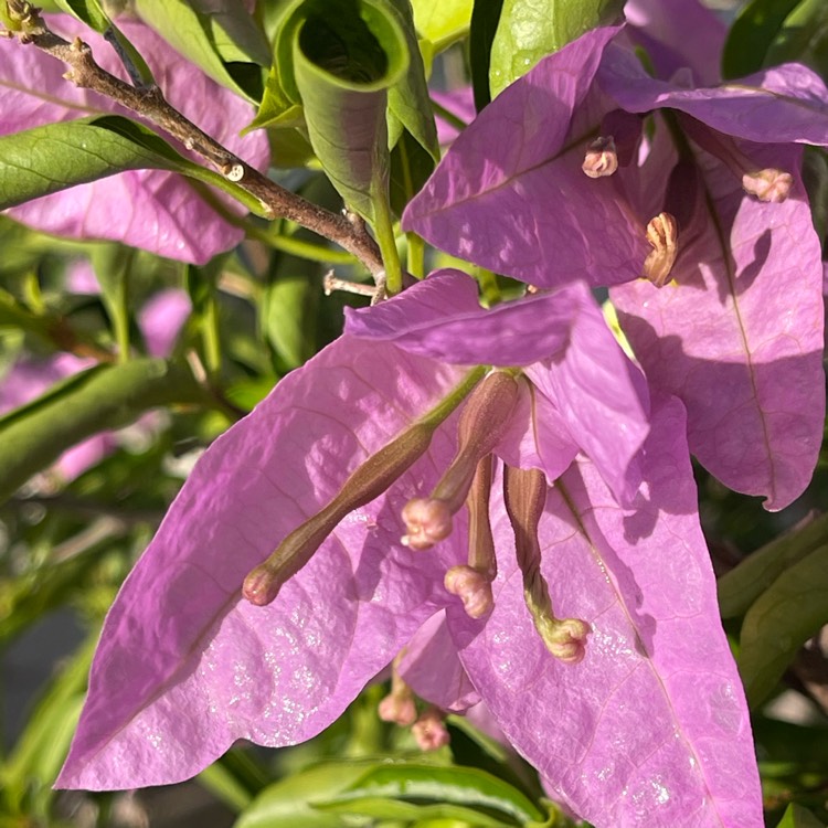plant image 1708924 plant image 1708924