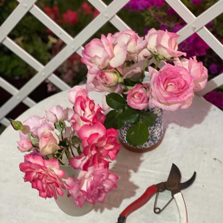 plant image 1720295 plant image 1720295