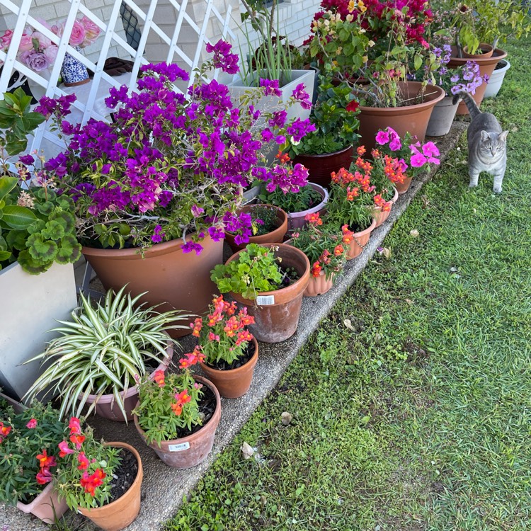 plant image 1720322 plant image 1720322