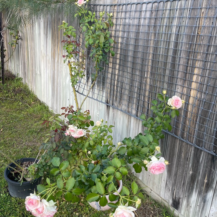 plant image 1724605 plant image 1724605