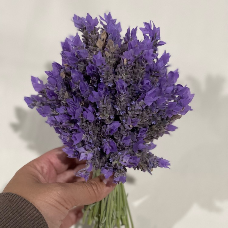 plant image 1724731 plant image 1724731