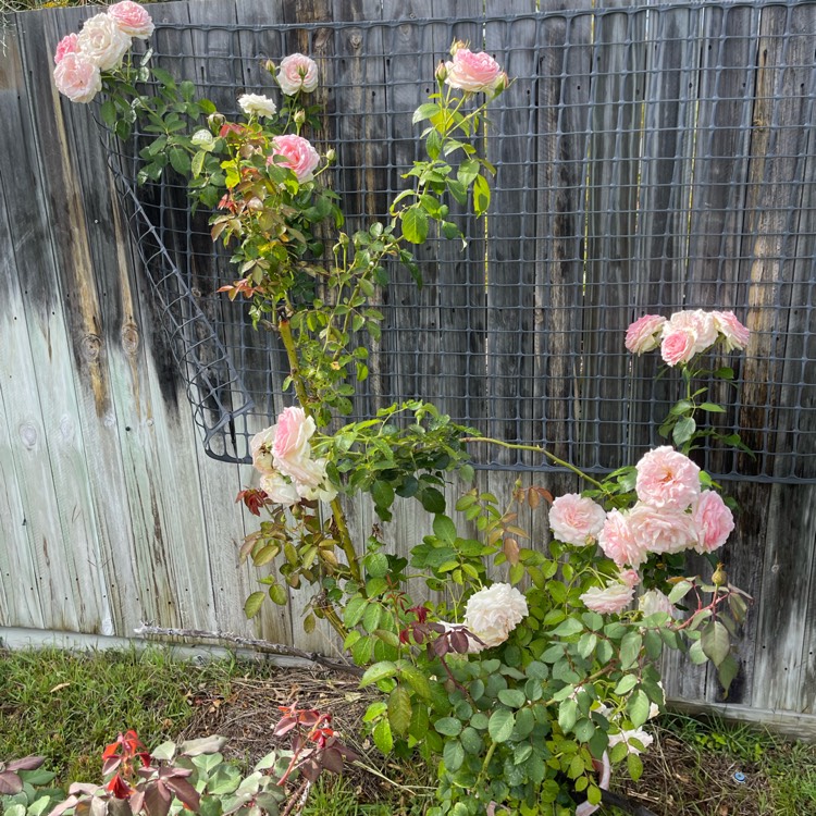 plant image 1724993 plant image 1724993