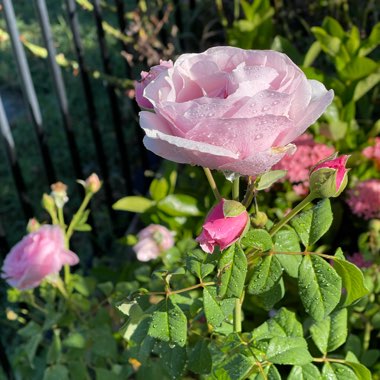 Rose 'Heritage' (Shrub)