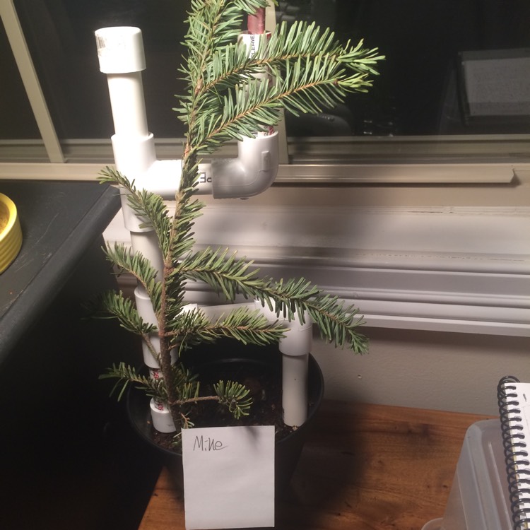 plant image 589489