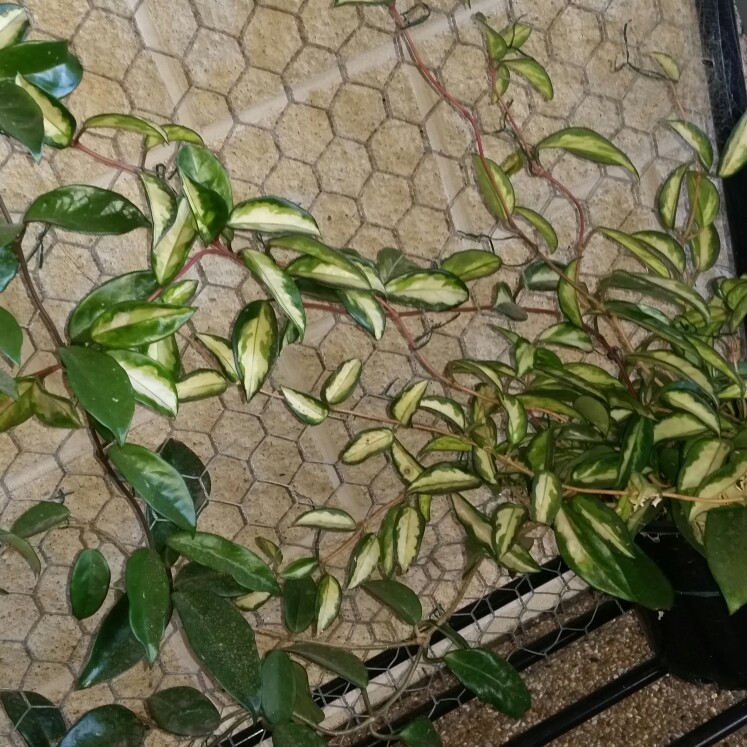 Wax Plant