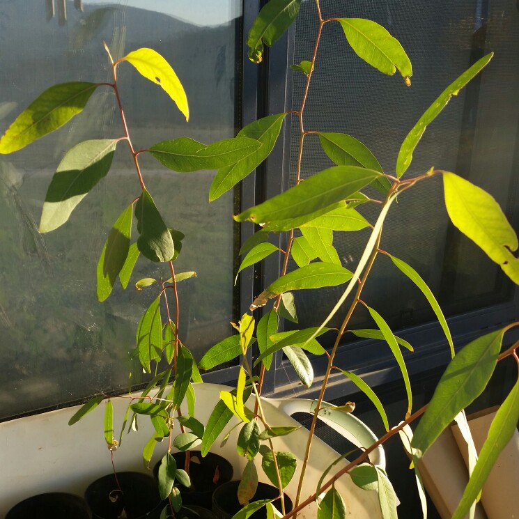 Red River Gum