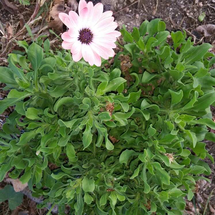 African Daisy