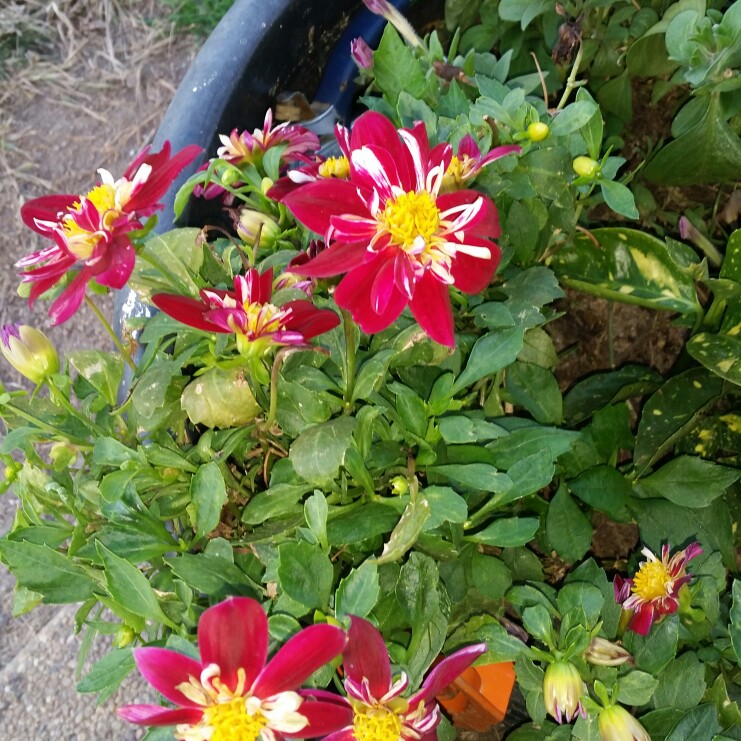 Trish's garden