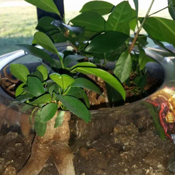 Trish's garden