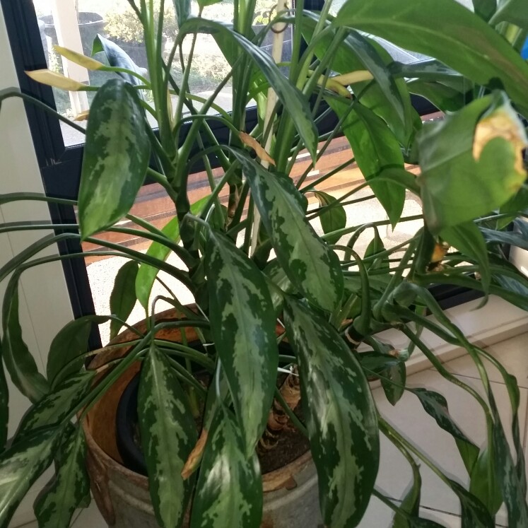 Chinese Evergreen 'Black Lance'