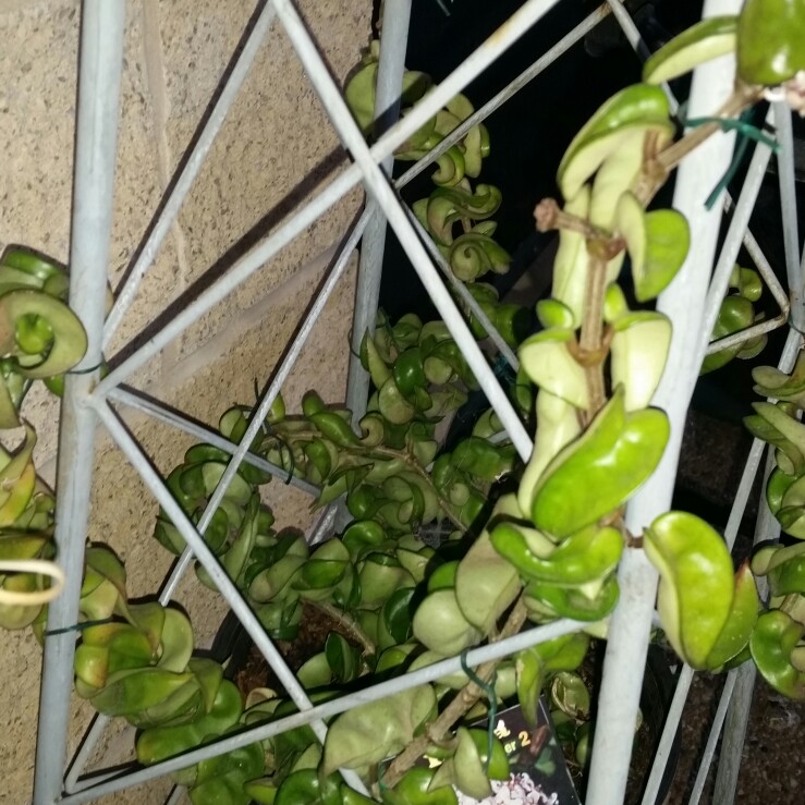 Wax Plant