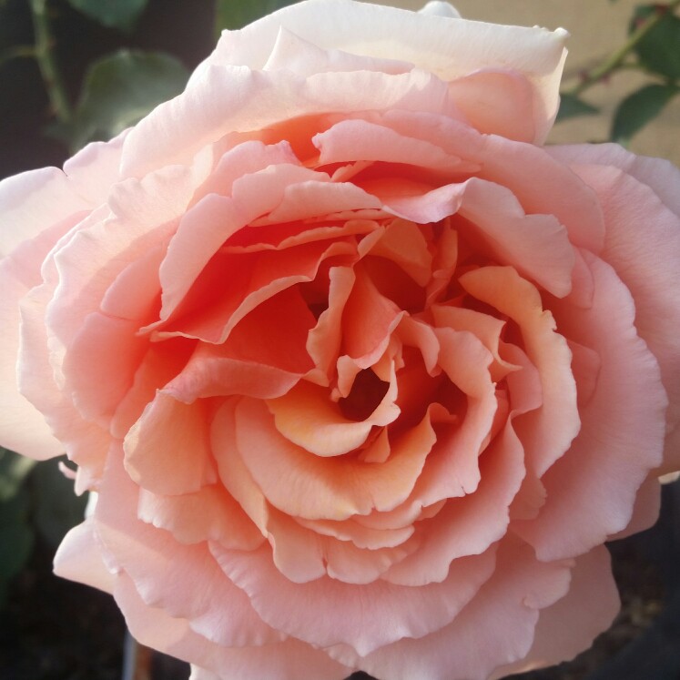 Rose 'Just Joey' (Hybrid Tea)