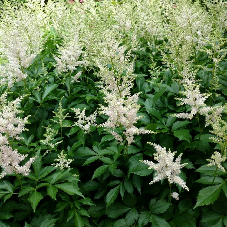Plant image Astilbe simplicifolia 'Sprite'