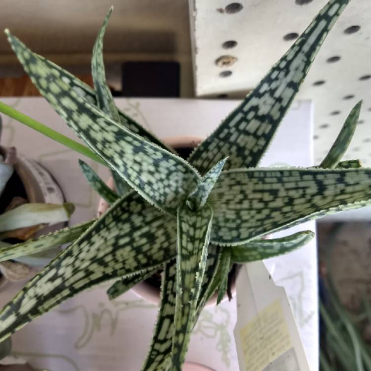 Plant image Aloe 'Snowstorm'