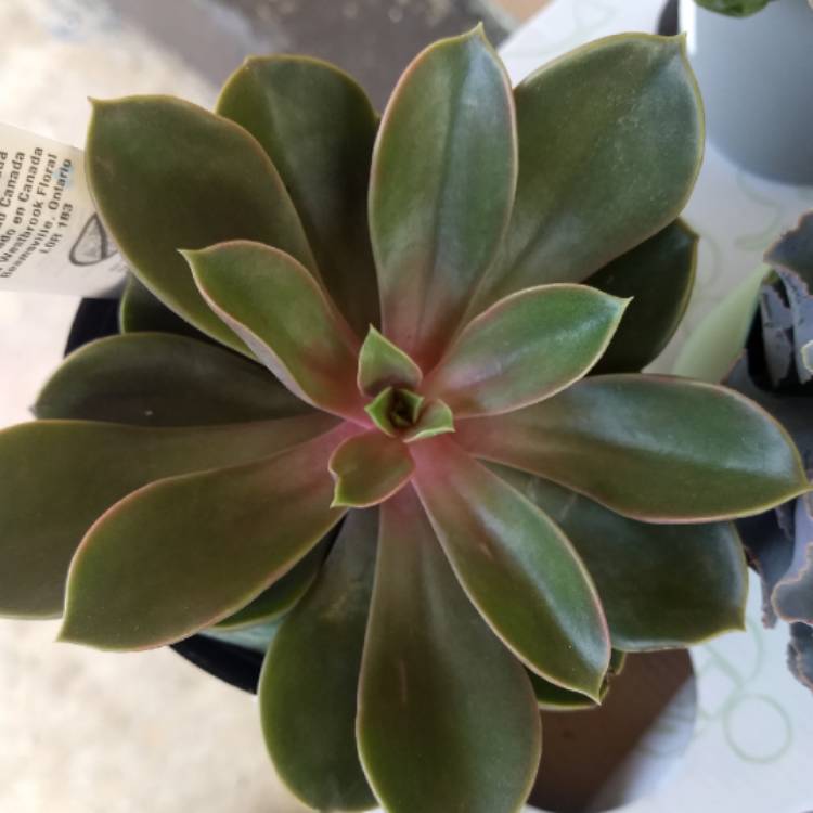 plant image 1149769