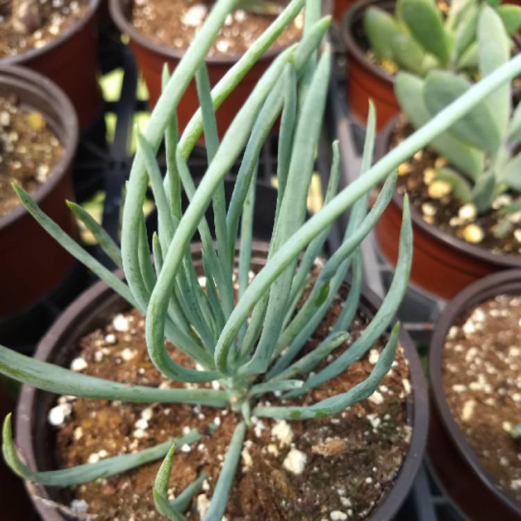 Plant image Senecio mandraliscae