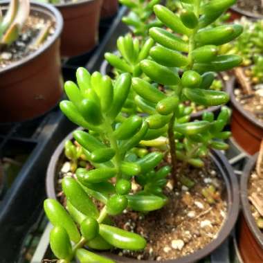 Sedum Rubrotinctum 'Aurora'